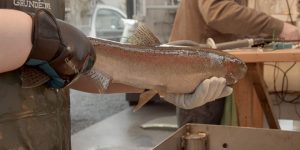 Рекордное число форели прошло выше плотин в Орегоне