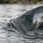 Энергия без плотин: в России создали мобильную ГЭС для малых рек